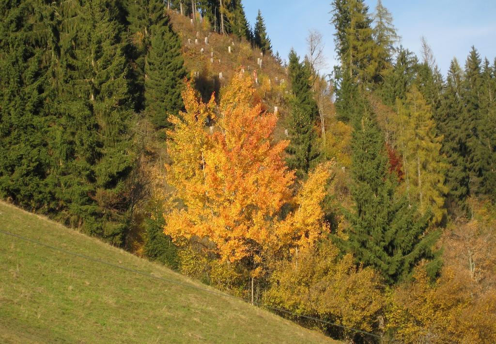 Haus Dekorso Lägenhet Dorfgastein Exteriör bild